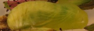 Pupae